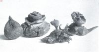 Miniatuurfoto