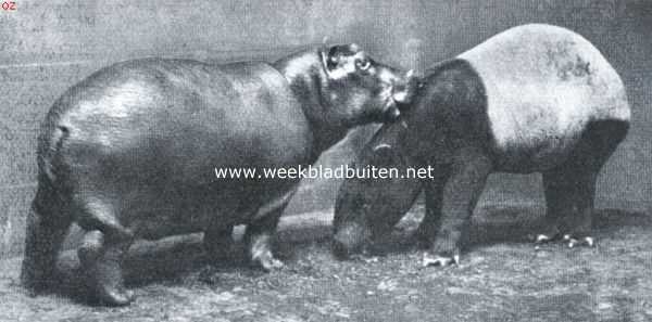 Onbekend, 1921, Onbekend, Twee vrienden. Jeugdig nijlpaard en tapir