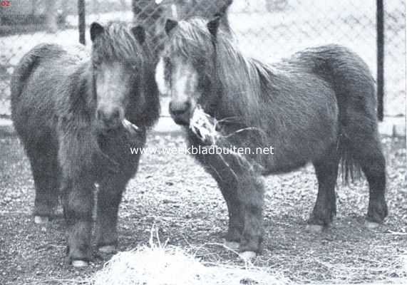 Noord-Holland, 1921, Amsterdam, Shetlandsche ponies