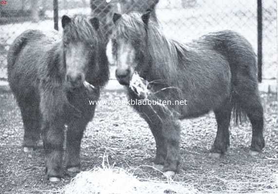 Shetlandsche ponies