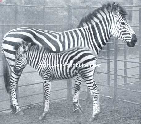 Noord-Holland, 1921, Amsterdam, Chapman zebra-merrie met veulen in 