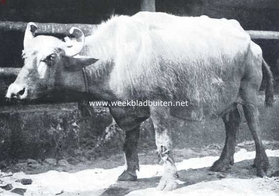India, 1921, Mumbai, Bombay in plaatjes en praatjes. Een heilige koe in het dieren-asyl te Bombay