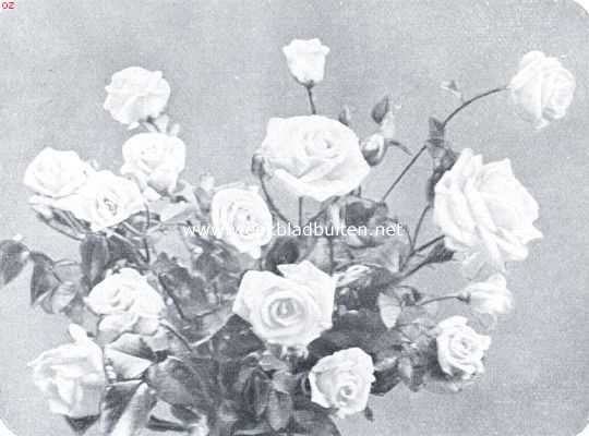 Gelderland, 1921, Heerde, Een prachtige roos (Golden Ophelia). Mooie donkergele kleur, bloem alleenstaande op sterk opgaande stengels. Zeer rijkbloeiende roos, met al de goede hoedanogheden van Ophelia, waarvan ze een kruising is. Uit de kweekerij van G.A.H. Buisman en Zn. Te Heerde