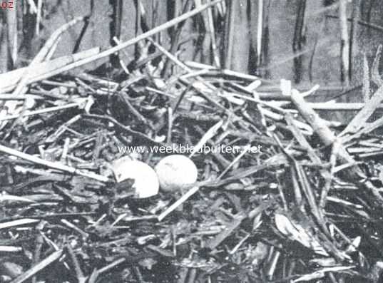 Onbekend, 1921, Onbekend, Nest met eieren van de fuut
