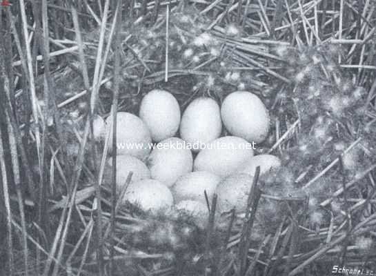 Onbekend, 1921, Onbekend, Nest met eieren van de wilde eend