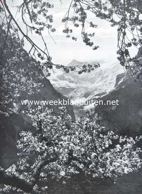 Een eeuwige sneeuw van het Berner Oberland in een omlijsting van bloesemtakken