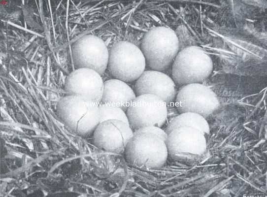 Nest met eieren van het waterhoen