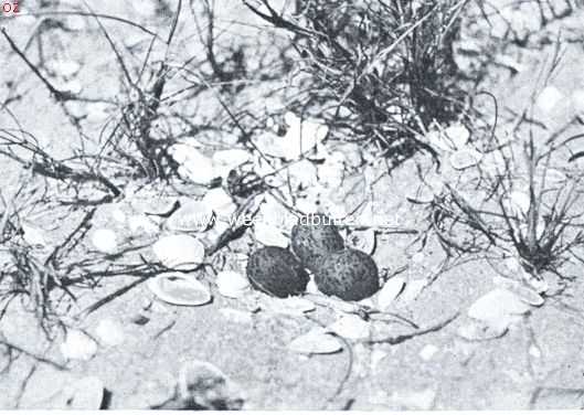 Onbekend, 1921, Onbekend, Nest met eieren van den strandpluvier