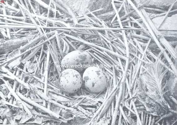 Nest met eieren van het vischdiefje