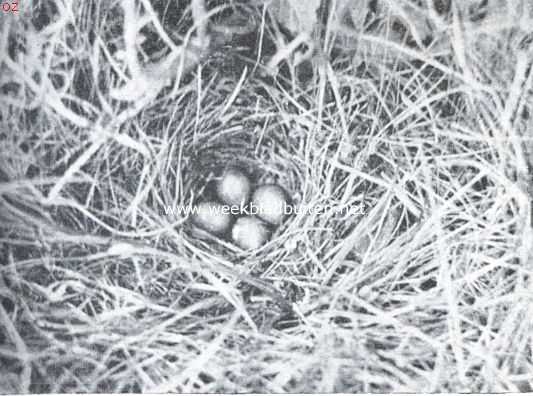 Onbekend, 1921, Onbekend, Nest met eieren van den veldleeuwerik