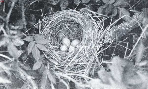 Onbekend, 1921, Onbekend, Nest met eieren van de merel