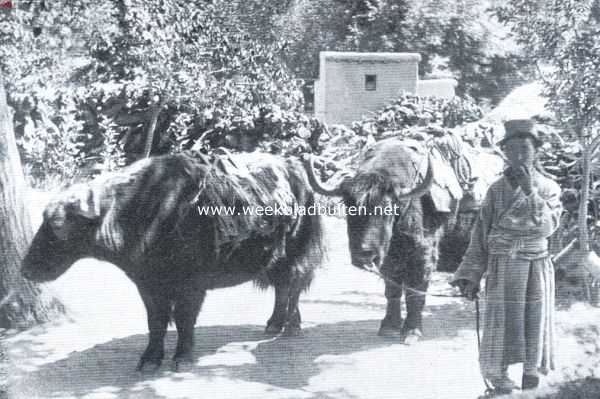 India, 1921, Onbekend, Yacks. De eigenaardige runderen, die in Engelsch-Indi inzonderheid ook in het Himalaya-Gebergte vaak als lastdieren worden gebruikt