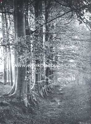 Nederland, 1921, Onbekend, Beuken in de herfst