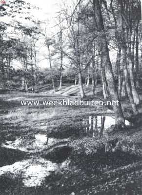 Gelderland, 1921, Wiessel, Herfst in het Wiesselsche bosch
