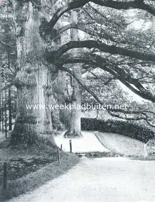 Utrecht, 1921, Nigtevecht, Boomen, lanen en bosschen. Eeuwenoude boomen in het park van Rozendaal