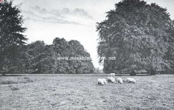 De weide op het landgoed Beukenburg