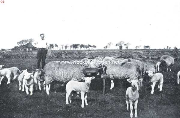 Noord-Holland, 1921, Onbekend, Een echt Tesselsch kiekje. Schapen aan den voerbak