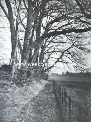 Nederland, 1921, Onbekend, Boomen, zoekend naar licht