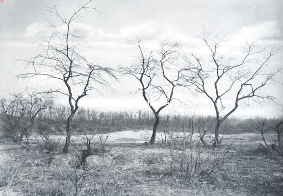 Prunus Padus, de strijders op de hooge heide