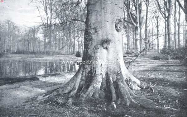 Nederland, 1921, Onbekend, Boomen. Het uit den grond komen