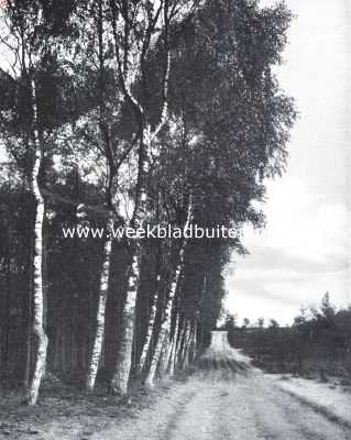 Nederland, 1921, Onbekend, Boomen. Berken, die aan de schaduw van het pijnbosch trachten te ontkomen