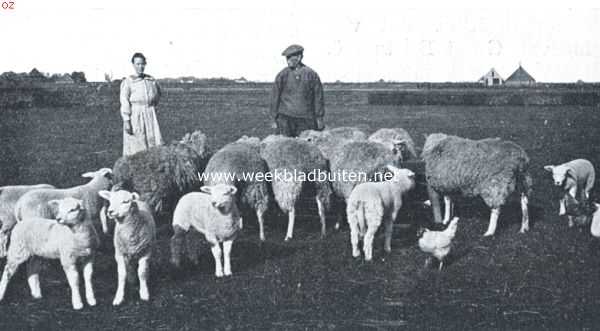 Noord-Holland, 1921, Onbekend, Nog een aardig schapentafereeltje op Texel