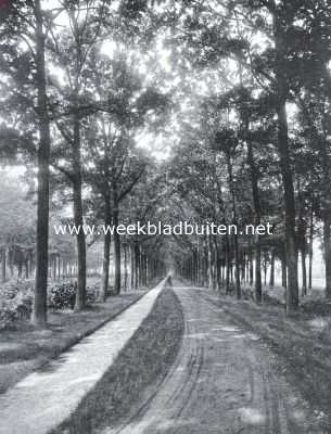 Noord-Brabant, 1921, Sint-Michielsgestel, De eikenlaan op het landgoed Zegenwerp