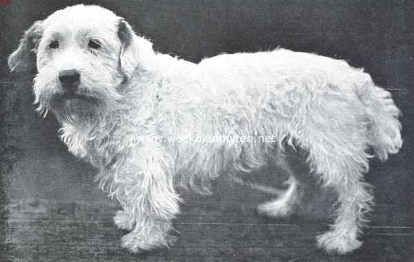 Onbekend, 1921, Onbekend, Sealyham terriers. Champion Hadley Hustle, winner van veertien kampioensprijzen in Engeland en vijf in Holland, het type van een volmaakten Sealyham terrier. (Kennel Sans Souci Cerne)