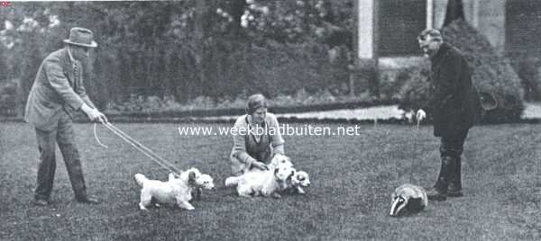 Gelderland, 1921, Hattem, Sealyham terriers. 