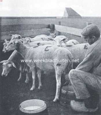 Texelsche schapen