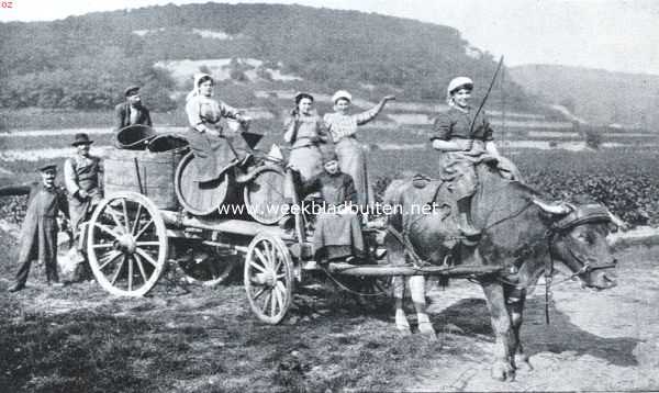 Duitsland, 1921, Neustadt an der Haardt, Wijnoogst. Terug naar huis