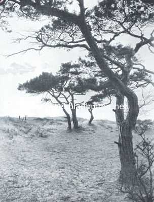 Zuid-Holland, 1921, Wassenaar, In de duinen bij Wassenaar