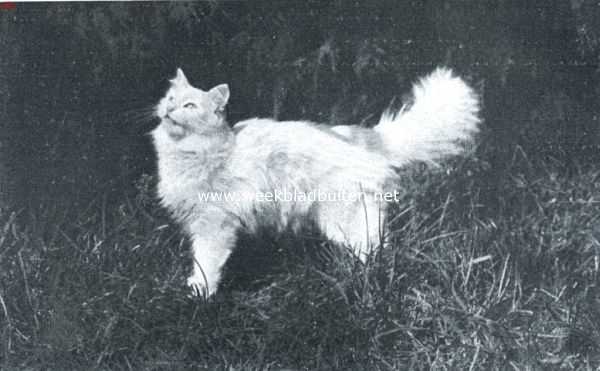 Onbekend, 1921, Onbekend, Een mooie Angora-kat