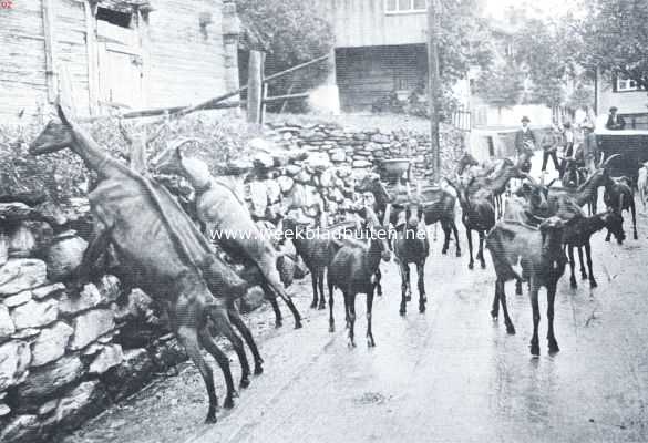 Zwitserland, 1921, Sarnen, Een kudde geiten in het Zwitsersche dorp Sarnen