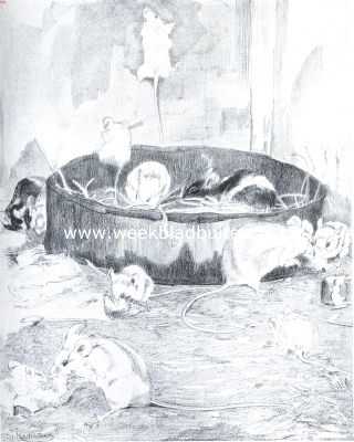 Onbekend, 1922, Onbekend, Witte en bonte muizen. Naar de teekening van Sj. Kuperus