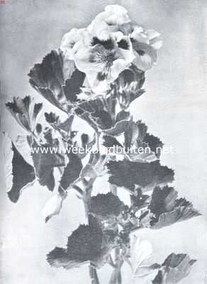 Onbekend, 1922, Onbekend, Mooie verscheidenheid van Odier Pelargonium