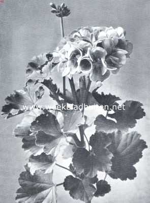 Goede verscheidenheid van Pelargonium Zonale