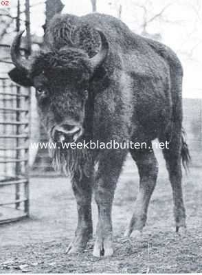 Noord-Holland, 1922, Amsterdam, Jonge wisentstier in 