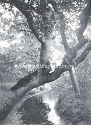 Zuid-Holland, 1922, Wassenaar, Duinrel. Een idyllisch plekje op het landgoed