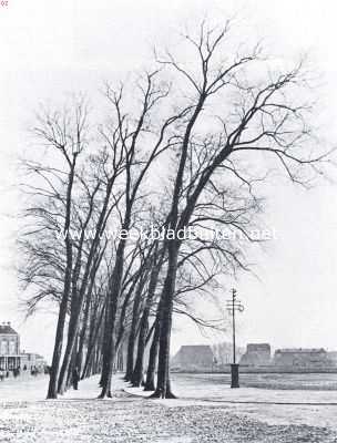Friesland, 1922, Leeuwarden, Boomengroep aan het begin van den Groninger Straatweg te Leeuwarden, in Maart van dit jaar door den Rijkswaterstaat op advies van de Heidemaatschappij gerooid