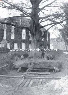 Gelderland, 1922, Vorden, Het verplaatsen van een boom op het landgoed de Wiersse