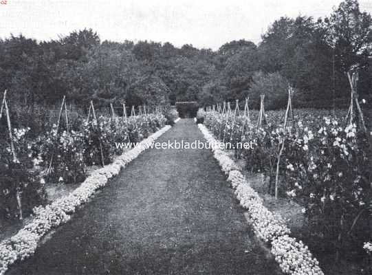 Overijssel, 1922, Vriezenveen, Het Huis de Haere. Lathyrus en alyssum in den bloementuin van de Haere