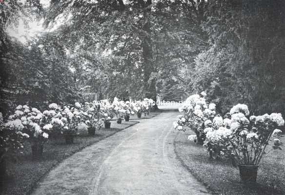 Het Huis de Haere. Laan met hortensia's op de Haere