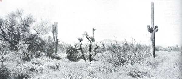Landschap in zuidelijk Arizona met reuzencastussen