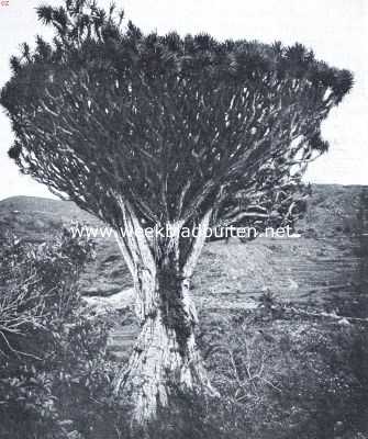 Spanje, 1922, Icod, Reisindrukken van de Canarische Eilanden. Drakenboom te Icod (Tenerife)