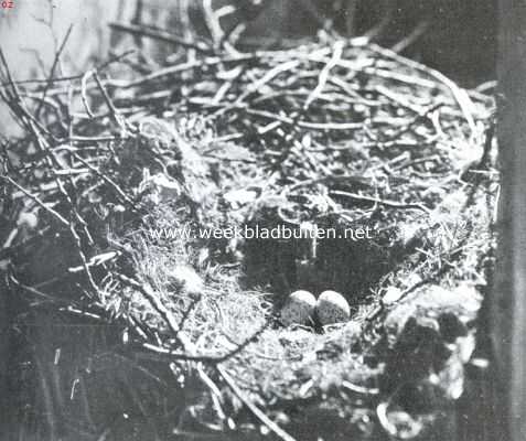 Het Slot Loevestein. Kauwtjes-nest in de w.c. van Hugo de Groot. Een treffend staaltje van vogelen-zorg voor het nageslacht, en menschenzorg voor historische monumenten
