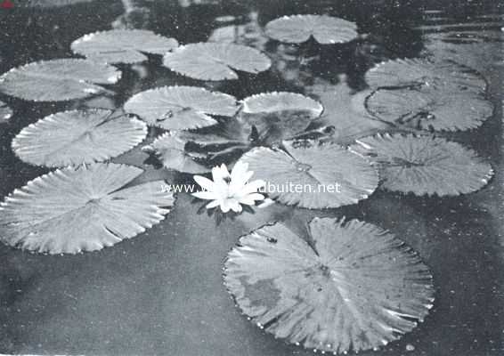 Indonesi, 1922, Buitenzorg, Waterlelie in de Buitenzorgschen plantentuin
