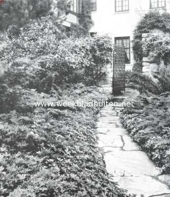 Tuinarchitectuur in Amerika. Interessante groepering van ongewone groenblijvende planten: varieteiten van juniperus en pachysandra. Architect Marian C. Coffin