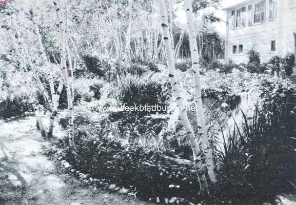 Amerika, 1922, Onbekend, Tuinarchitectuur in Amerika. Wild-groeiende berkjes, met naturalistische bron-beplanting