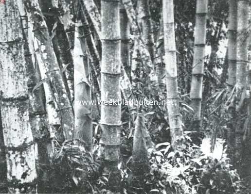 Onbekend, 1922, Onbekend, Het bamboe en zijn toepassingen. In het bamboewoud